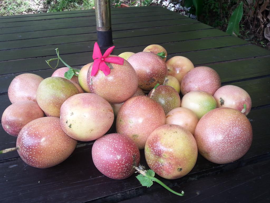 Gecko Lodge Fiji Savusavu Εξωτερικό φωτογραφία